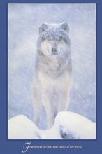 WOLF IN THE SNOW
