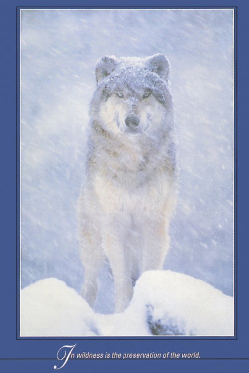 WOLF IN THE SNOW