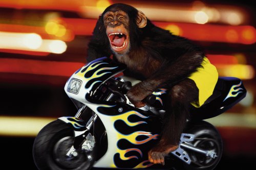 MONKEY RIDER