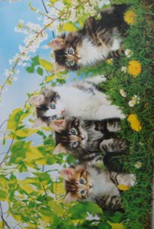 CUTE CATS