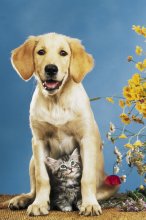 ΑΦΙΣΕΣ ΜΑΧΙ 61Χ91