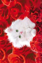 ΑΦΙΣΕΣ ΜΑΧΙ 61Χ91