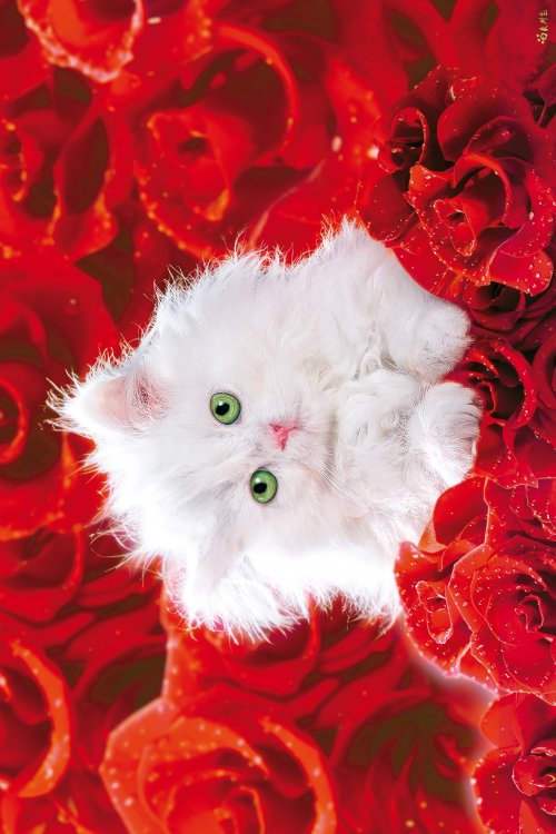 ΑΦΙΣΕΣ ΜΑΧΙ 61Χ91