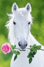 A HORSE AND A ROSE