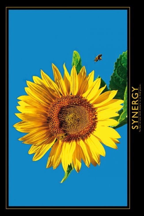 SYNERGY SUNFLOWER