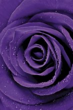 PURPLE ROSE