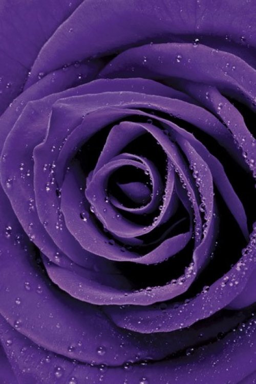 PURPLE ROSE