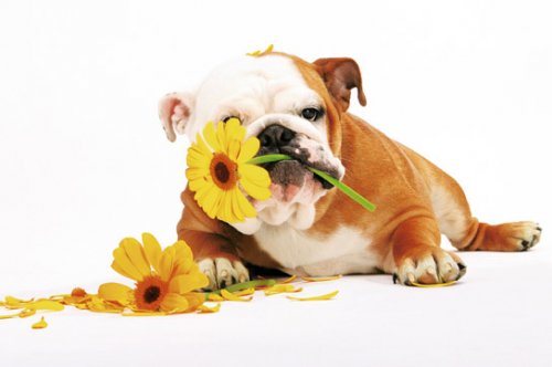 DOG WITH FLOWER