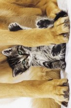 SAFE AND PRETTY CAT WITH DOG