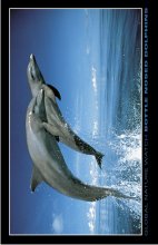 ΑΦΙΣΕΣ ΜΑΧΙ 61Χ91