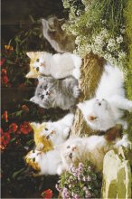 ΑΦΙΣΕΣ ΜΑΧΙ 61Χ91