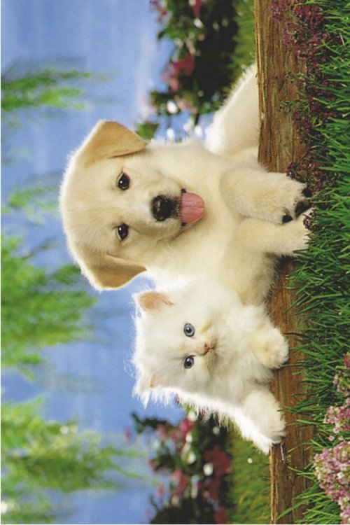 ΑΦΙΣΕΣ ΜΑΧΙ 61Χ91