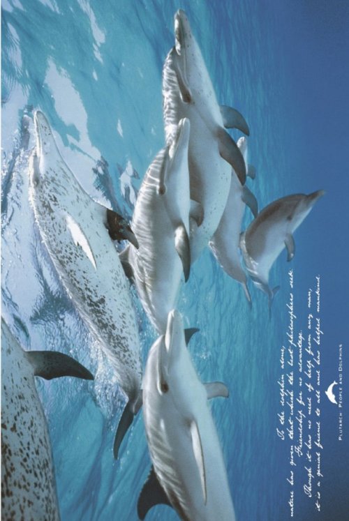 ΑΦΙΣΕΣ ΜΑΧΙ 61Χ91