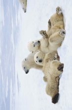 ΑΦΙΣΕΣ ΜΑΧΙ 61Χ91