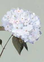 ΧΩΡΙΣ ΚΕΙΜΕΝΟ ΟΡΤΑΝΣΙΑ