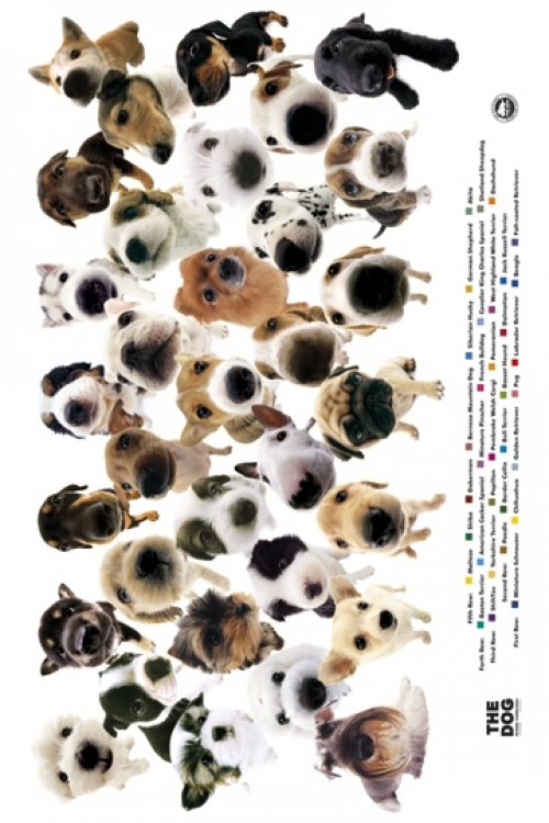 THE DOG COLLECTION