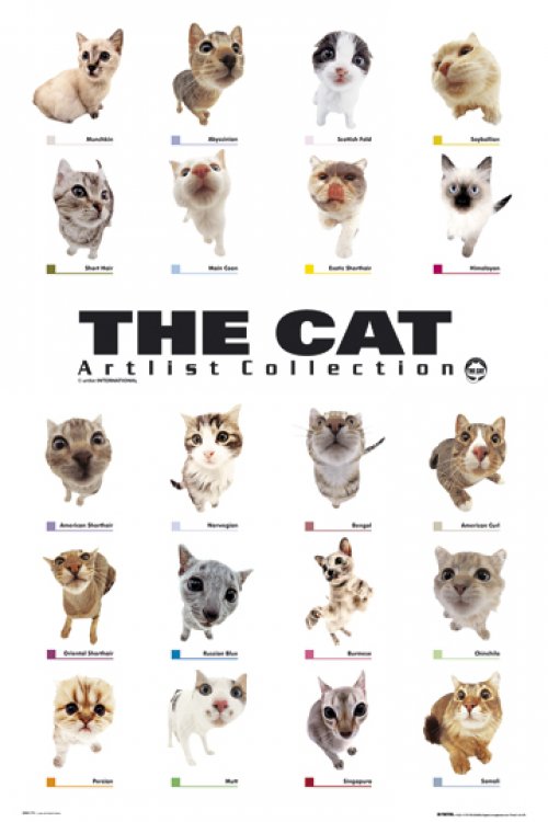 THE CAT COLLECTION
