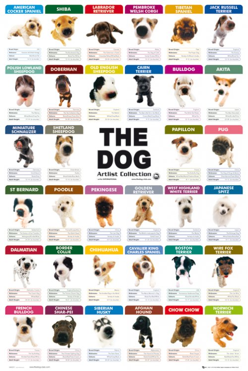 THE DOG COLLECTION