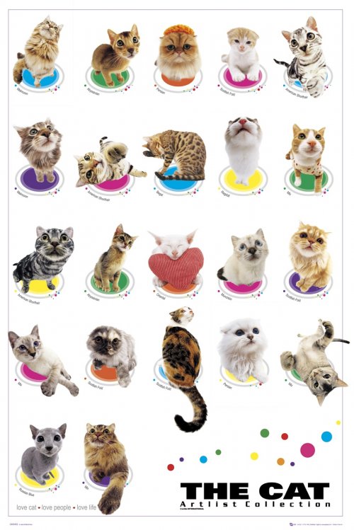 THE CAT COLLECTION