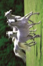 WHITE HORSES