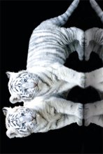 WHITE TIGER CUBS
