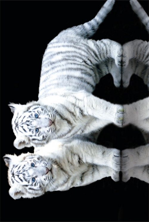 WHITE TIGER CUBS