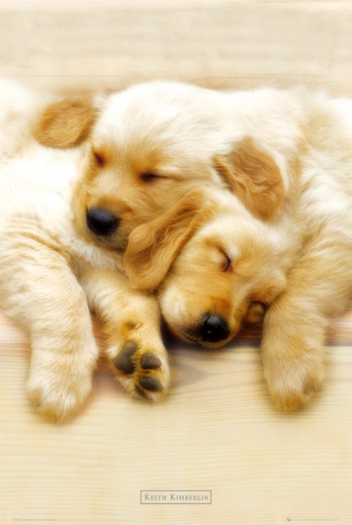 PUPPIES SLEEP