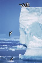PENGUINS ICEBERG