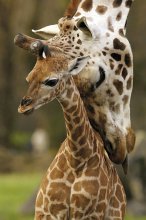 GIRAFFES