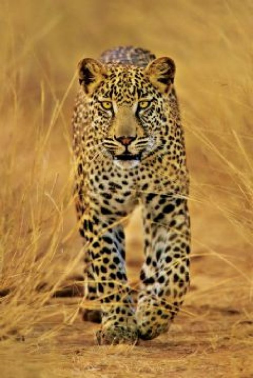 LEOPARD