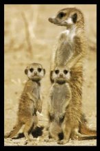 MEERKATS