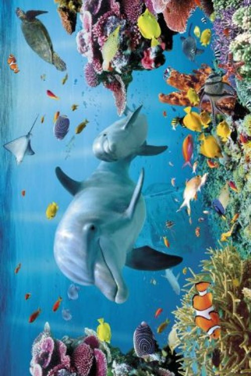 DOLPHINS UNDERWATER