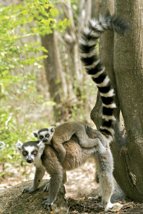 LEMURS