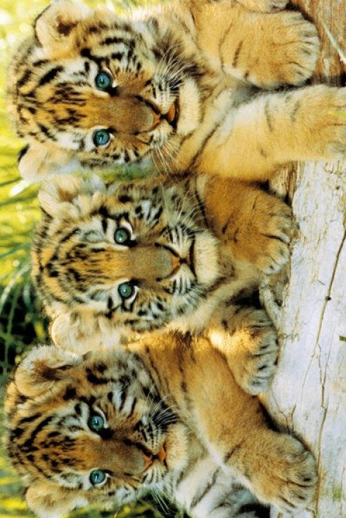 TIGER CUBS