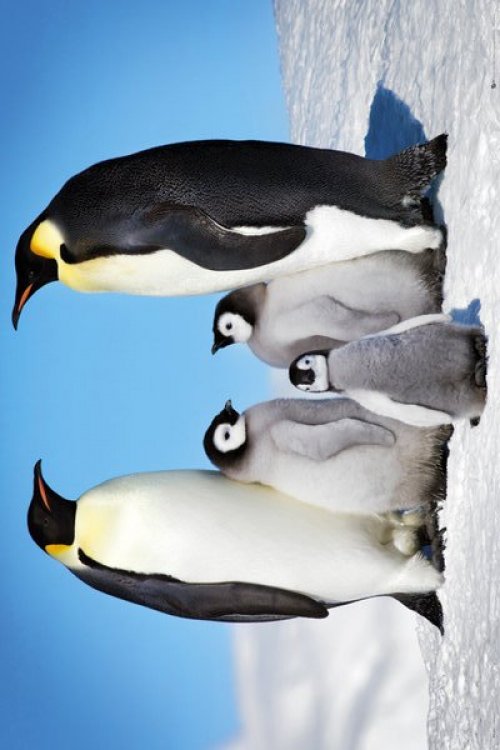 PENGUIN FAMILY