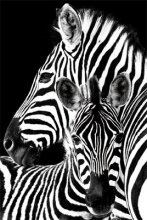 ZEBRAS