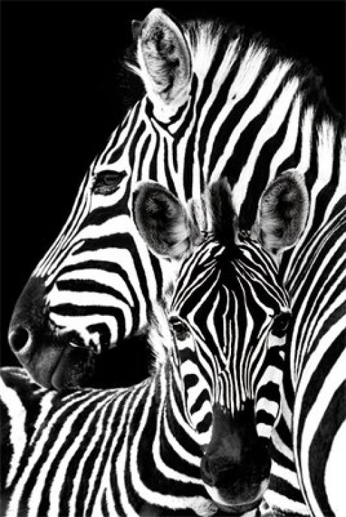 ZEBRAS