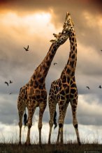 GIRAFFES