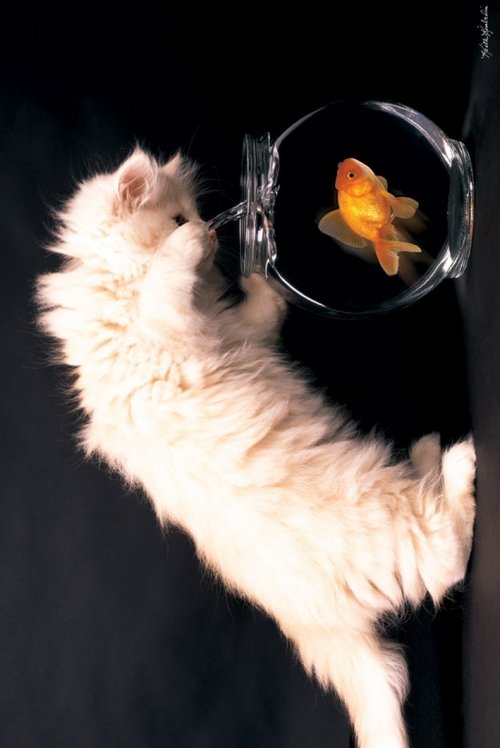 KITTY AND FISH
