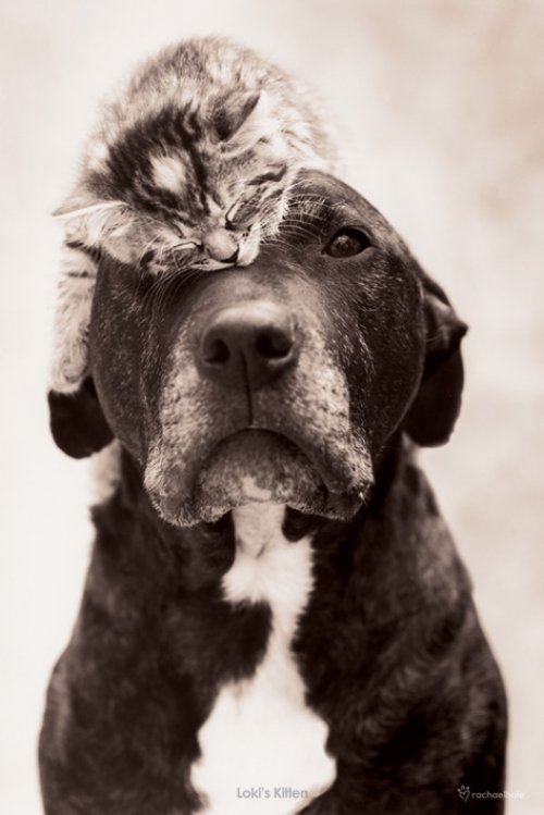 KITTY AND PUPPY