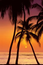SUNSET PALM TREES