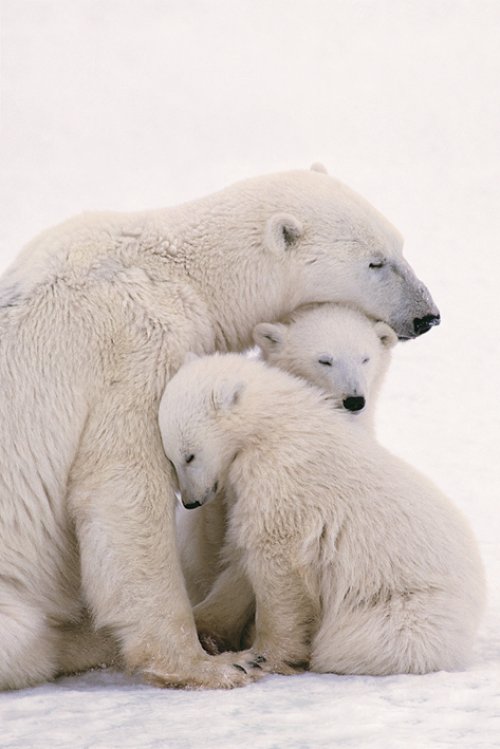 POLAR BEARS