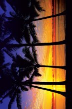 SUNRISE PALM TREES