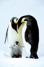 PENGUIN FAMILY