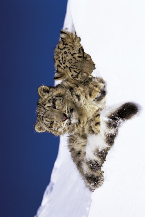 SNOW LEOPARDS