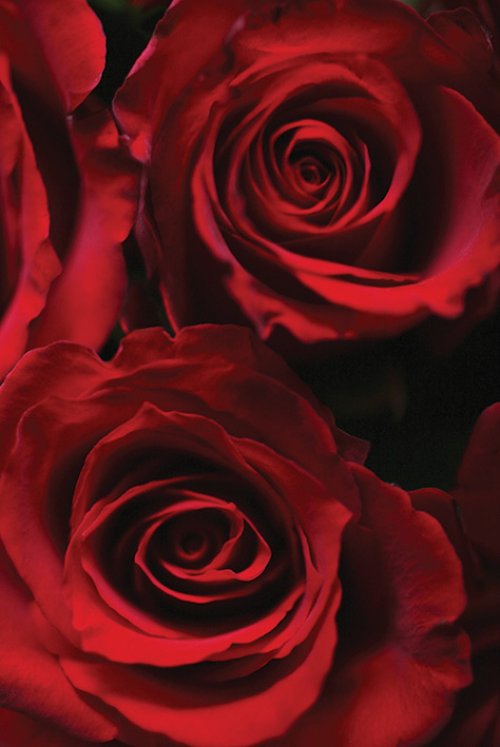 RED ROSES