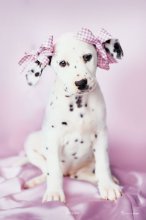 PUPPY IN PINK