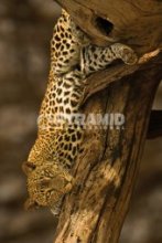 LEOPARD TREE